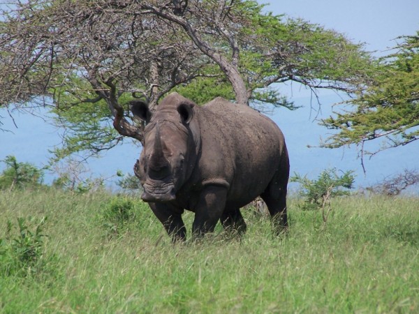 This is the rhino that was thinking about charging us.