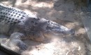 This is the 1/2 ton crocodile at the Wild Life Center.