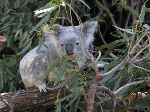 More cute koalas.