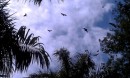 There were many bats at the botanical garden