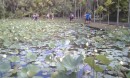 The famous lily pads at the botanical garden