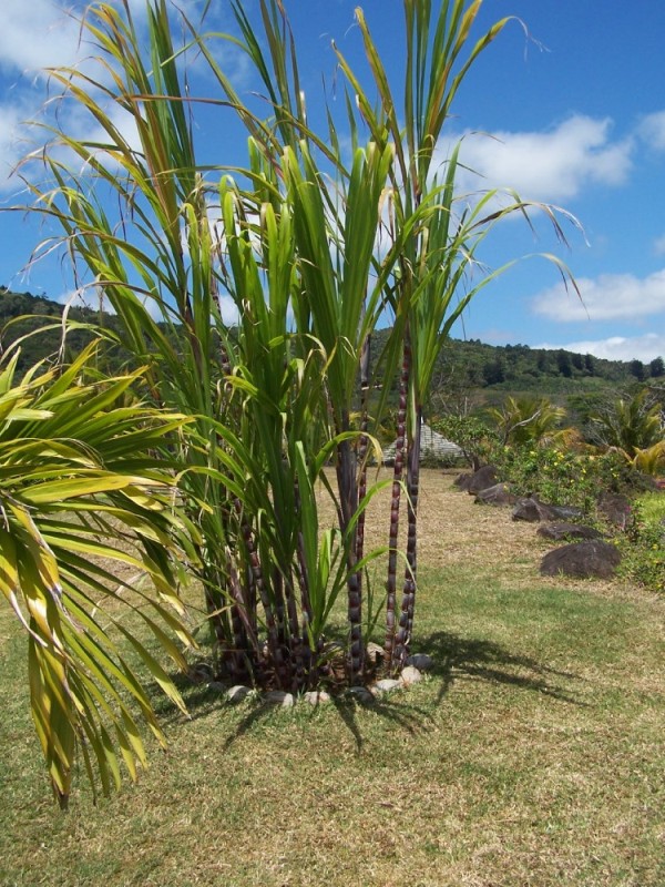 One of the two types of sugar cane grown here at the rum factory