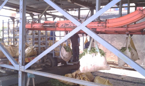 Bags of tea being sent to the drying area of the tea factory