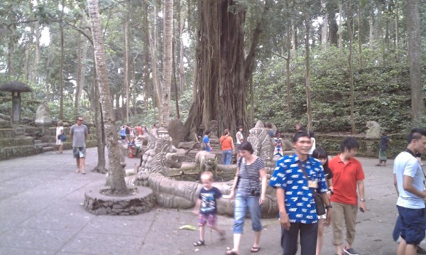 The monkey forest.