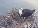 From the cruise ship we got a great view of this nest with a baby Osprey which was born about six months ago.