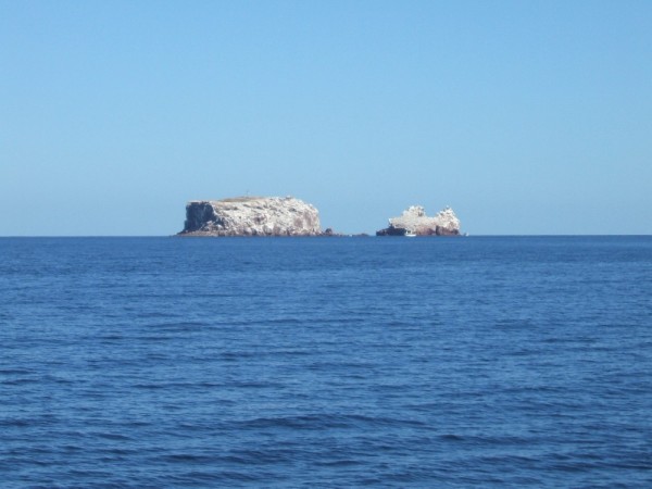 Seal Rookery in Los Islotes