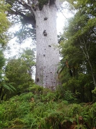 2000 yr old Kauri tree