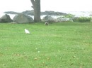 A seagull and ground hog decided to show up!!!