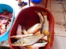 The fish market, fresh snook