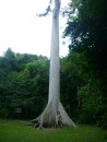 Ceiba tree- 80 years old
