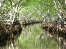 A canal route of mangrove trees along the coast of Roatan