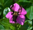 Clear Wing Hummingbird Moth,  Photo taken in Moore County NC