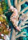 A longsnout seahorse, about 5 inches.