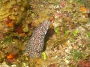 A spotted moray eel.