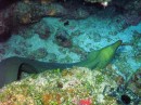 A green moray eel basking in the sun. Probably a 3 footer.