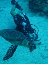 Swimming with a hawksbill turtle.