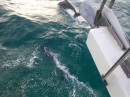 dolphins on the bow