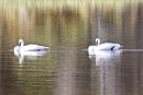 Trumpetter swans
