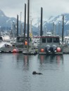 a sea otter in the harbor, Homer