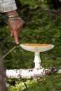 a huge mushroom on the same hike