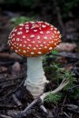 a beautiful mushroom on the hike to Seduction Point, Haines