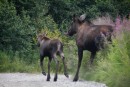 moose and baby on Heather St. in Homer