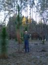 Long leaf pines: Measuring the growth of the trees.