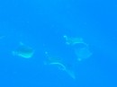 baby manta rays