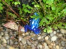 A poisonous blue frog.