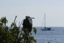 Frigate bird at Isla Isabella
