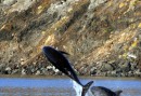 Isla Coronado - Dolphins frollicking