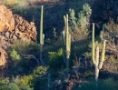 Cactus at Playa Coyote, Bahia Concepcion