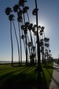 Palm trees along the beach path remind us we are indeed in California!