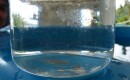 The tiny clam eggs are visible in this beaker as tiny white specs against the blue tank background.