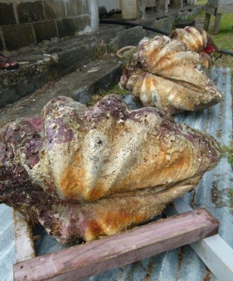 These 3 full grown giant clams are about to be placed in the spawning tank.