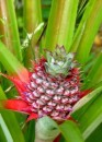 The start of a pineapple  -  some grown on Waya Island.