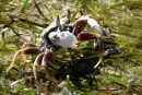 A very feisty crab is not impressed with having a camer poked in its face!