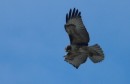 A hawk hangs motionless, riding the updrafts and hunting for prey.