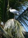 In one area we saw many large wood storks percehd high in the palm trees.