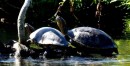 We passed many large freshwater turtles sunning themselves on the muddy bank.