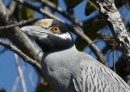 This is a yellow-crowned night heron.  They are very pretty birds  -  much more color than black night herons.