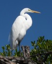 A great egret poses for the camera along the river bank.