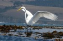 The egret would just open his wings and the breeze would lift him to the next kelp patch.