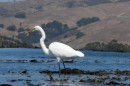 Great egret wading on the kelp.