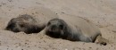 These guys had covered themselves in sand to keep cool and just watched us, quite unconcerned, as we tiptoed past on our hike along the beach.