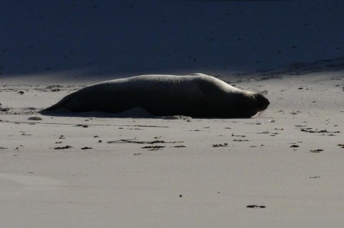 The rough life of a sea lion.  This guy snoozes in the sun and barely moves as we walk by!