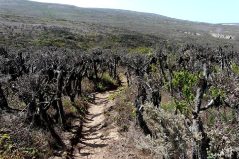 The hiking trail in the highland area winds through areas of thick stick shrubs that appear dead other than tiny green shoots on their tips.  They must spring to life with the first serious rainfall.