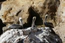 What do you know  -  there are pelicans in Pelican Bay!