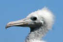 If Kramer, from the Seinfeld TV show was a baby frigate bird, this is what he would look like!
