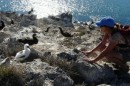 Beth gets acquainted with a brown footed boobies and her fluffy chic.